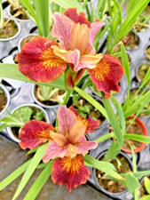 2 x Iris sibirica 'Paprikash '