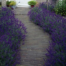 Perennial Plants English