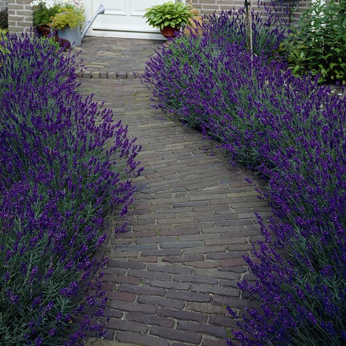 Perennial plants english - perennial,