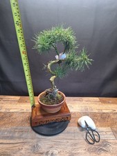 #756 S shape Scotts pine
