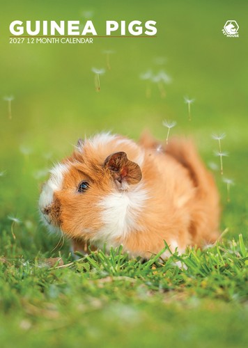 Guinea pigs 2027 - pigs, wall