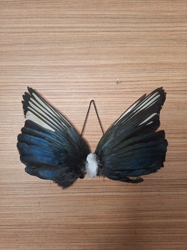 Taxidermy hanging magpie wings - hanging,