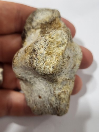 Large mosasaur vertebra fossil - large,