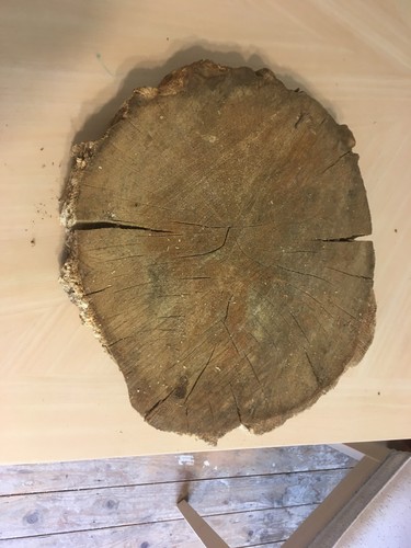 Oak wood tree - , log