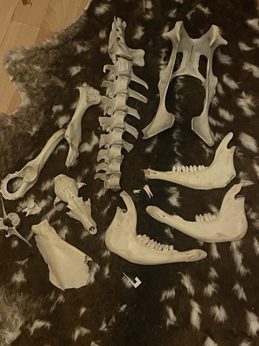 Assorted wild animal - animal, lot