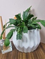 White ribbed pleat Detail white Plater Plant Pot Large 6in Diameter 5.5in tall 