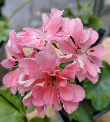 Pelargonium apricot queen - pelargonium,