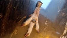 Silver Grouse Foot Broach