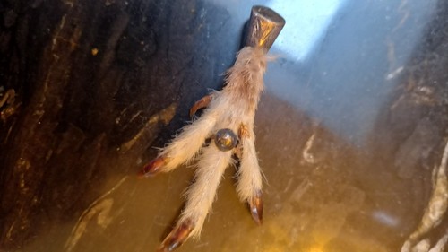 Silver grouse foot broach - silver,