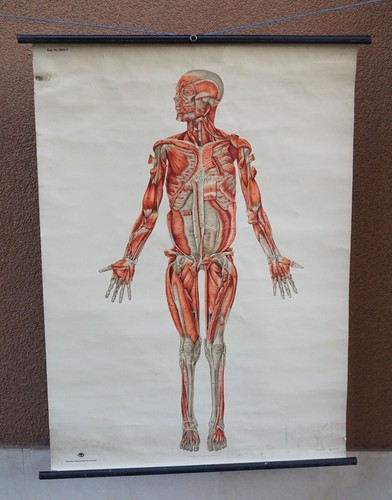 1940 german medical human - german,
