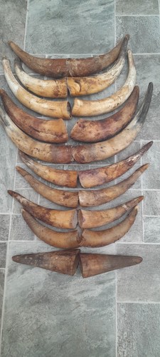 Pairs cow horns - 10,