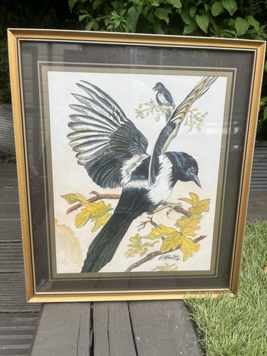 Vintage framed magpie - magpie, bird