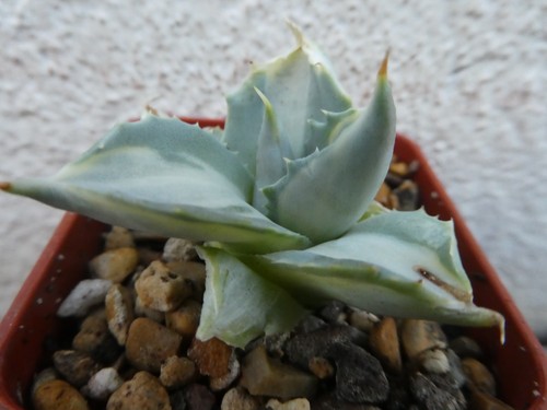 Agave isthmensis ohi rajin - agave,
