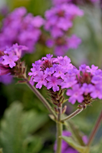 Verbena bonariensis in - 3, x
