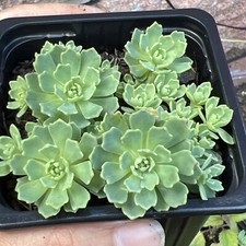 Sedum pachyclados ‘White Diamond’ | 6.5cm pot | Alpine Rockery Plant Succulent