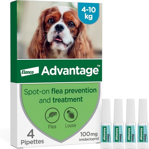 Dog spot flea - dog, on