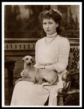 ITALIAN GREYHOUND PRINCESS