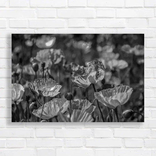 Captivating tranquility poppy - captivating,
