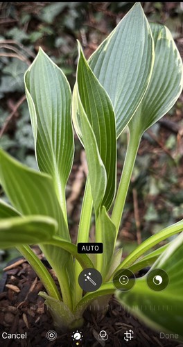 Hosta silver shadow medium - shadow,