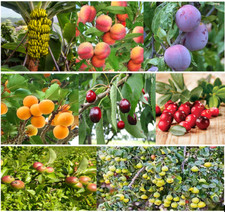 25 x mixed fruit tree seeds. Pot luck from 8 different varieties.
