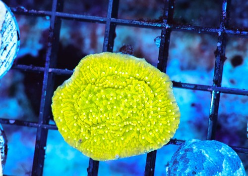 Lemonade montipora coral - montipora,