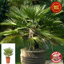 Hardy Mediterranean Fan Palm