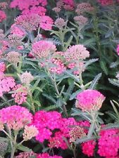 2 Yarrow, Achillea millefolium Summer Berries plants in 10.5cm pots approx.