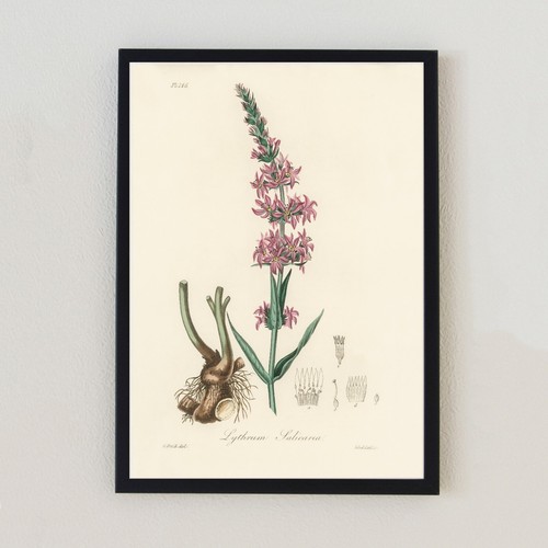 1836 antique illustration - antique,
