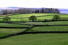 Yorkshire Dales Trees Stone
