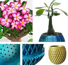 Pineapple plant pot with Desert Rose | HIDDEN DRIP TRAY | Choice of Colours