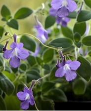 1x Streptocarpus Saxorum