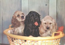 Adorable Cocker Spaniel