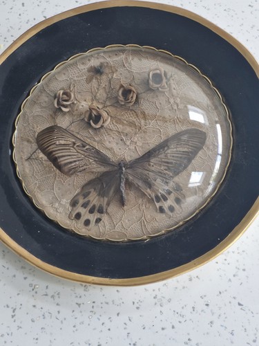Taxidermy large butterfly - large,