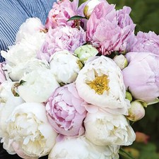 Peony Flower Plants Bare Root