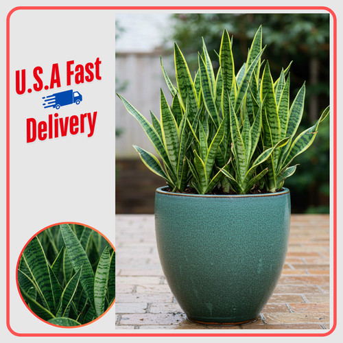 3ft rooted sansevieria - 2-3ft.,