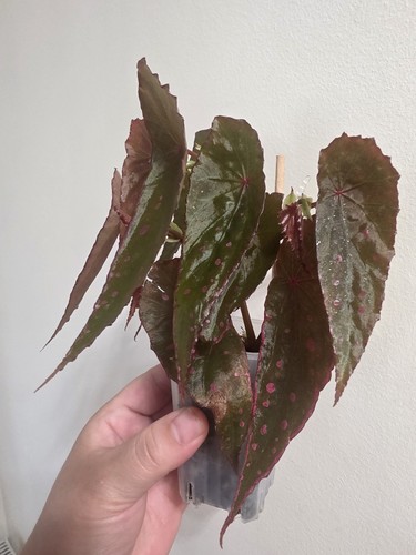Hybrid begonia - hybrid,