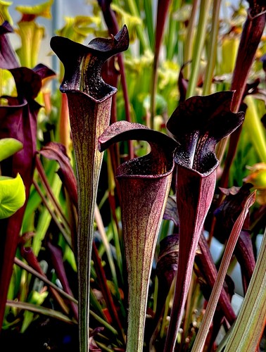 Sarracenia alata black tube - black,