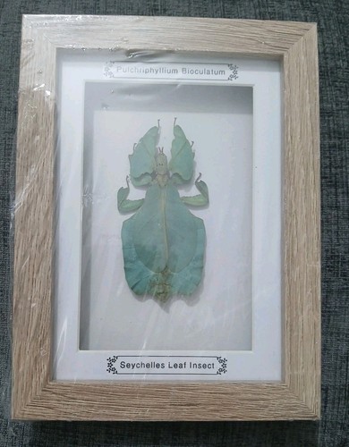 Framed seychelles leaf - seychelles,