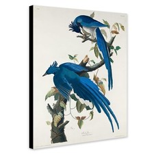 Columbia Jay Birds by John