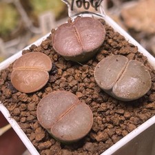 Exact Plant，4pcs Full Window