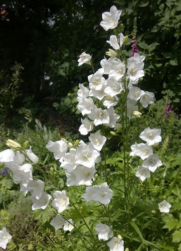 Campanula persicifolia white - campanula,