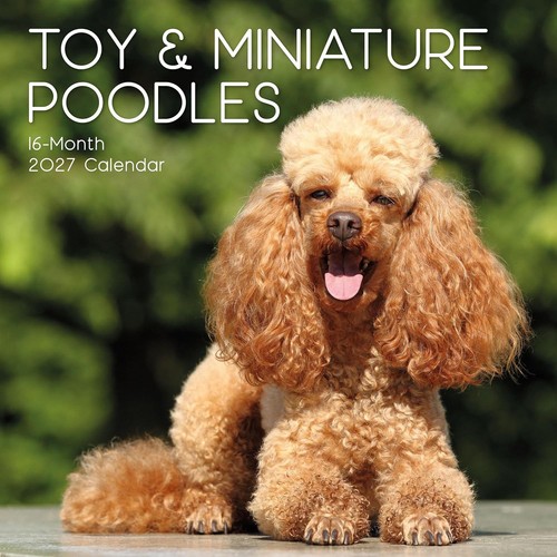 Toy miniature poodle 12 x - ,