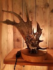 Fallow Deer Antler Table Desk