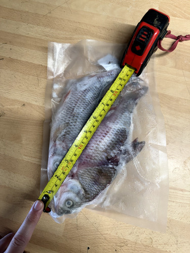 Roach fish frozen - roach-, 2