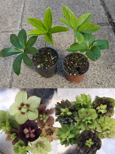 Hellebore helleborus - x2, ×