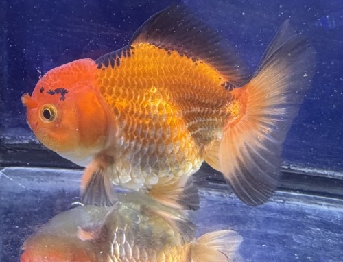 Live tropical fish thai - live,