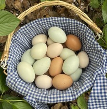 6-Pack Barred Rock Cross