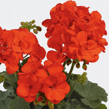 6 Zonal Geranium Shocking