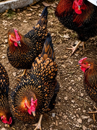 Pack golden laced - pack,