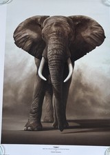 Richard Symonds "Tembo"
